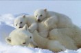 /album/galerie-photos/a2043822-2831568-ours-polaire-jpg/